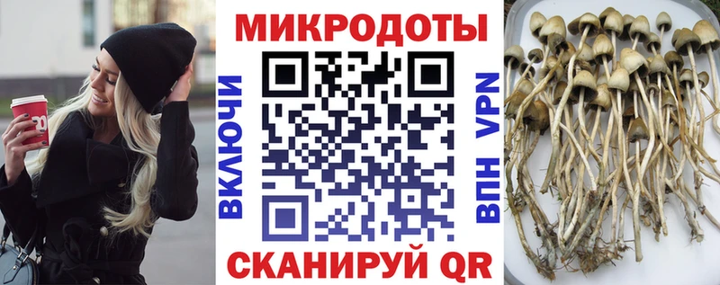 Купить закладки  Белёв  Галлюциногенные грибы Cubensis 